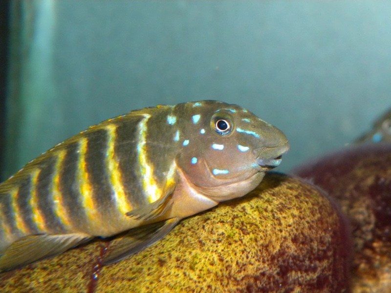 Eretmodus marksmithi 'Cape Mpimbwe'